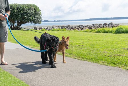 Photo for Brown and black dogs on leads from man's hand walking along footpath on Tauranga waterfront. - Royalty Free Image