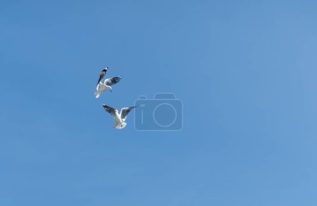Foto de Dos gaviotas de pico rojo peleando mientras volaban - Imagen libre de derechos