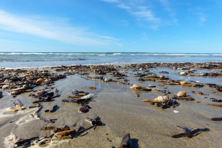 Foto de Pequeños palitos y conchas lavados en la playa del océano en Papamoa - Imagen libre de derechos