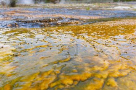 Photo for Flies gather on water surface over yellow microbial algae Orakei Korako geothermal landscape New Zealand - Royalty Free Image
