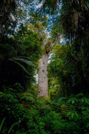 Photo for Giant kauri tree famous tourist point of interest standing tall surrounded by bush and ferns in Waipoua Forest in Northland. - Royalty Free Image