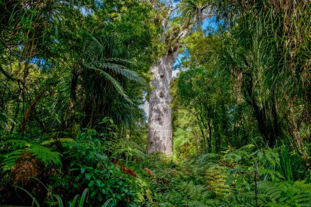 Photo for Giant kauri tree famous tourist point of interest surround by native bush and ferns in Waipoua Forest in Northland. - Royalty Free Image