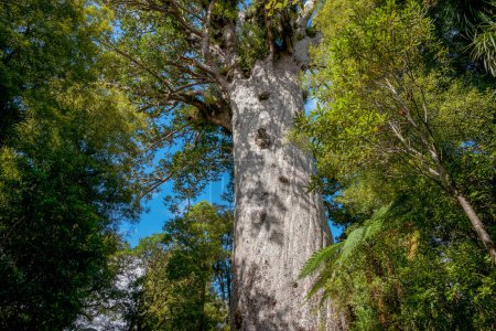 Photo for Giant kauri tree famous tourist point of interest in Waipoua Forest in Northland. - Royalty Free Image