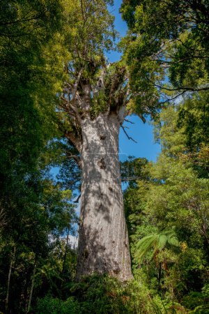 Photo for Giant kauri tree famous tourist point of interest in Waipoua Forest in Northland. - Royalty Free Image