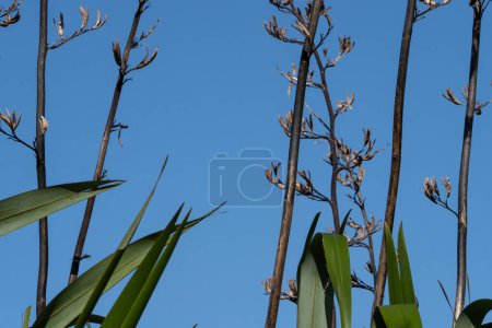 Téléchargez les photos : Plante de lin de Nouvelle-Zélande avec des fleurs sèches et des tiges à tête de graine en hiver - en image libre de droit
