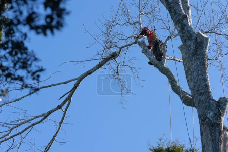 Téléchargez les photos : Tauranga Nouvelle-Zélande - 13 juin 2023 ; Arboriste avec tronçonneuse attachée haut dans les branches de taille des arbres - en image libre de droit
