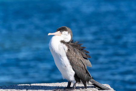Photo for Portrait of pied cormorant on wharf with defocused blue sea background. - Royalty Free Image