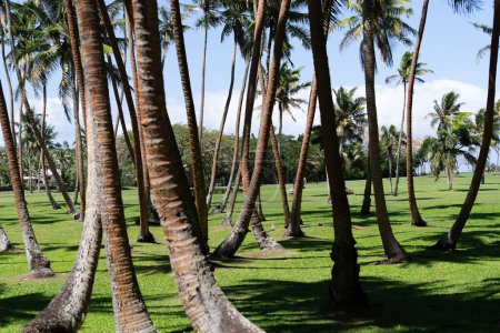 Téléchargez les photos : Des troncs penchés au hasard sur un bosquet de cocotiers sur une pelouse verte. aux Fidji tropicaux. - en image libre de droit