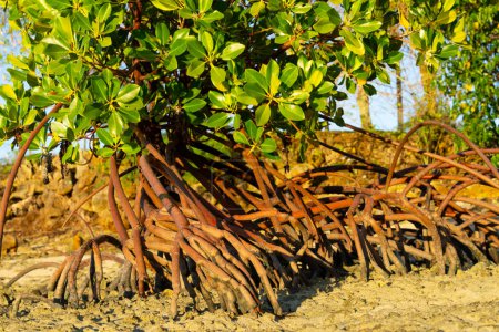 Foto de Raíces inclinadas del manglar rojo creciendo en la zona intermareal del estuario en Fiyi. - Imagen libre de derechos