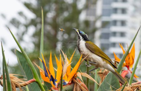 Photo for Blue-faced honey-eater in bird of paradise bush watching a bee fly closely by. - Royalty Free Image