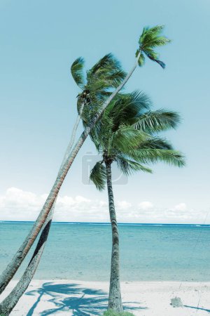 Téléchargez les photos : Une forte brise tropicale souffle des palmiers penchés dans le vent. - en image libre de droit