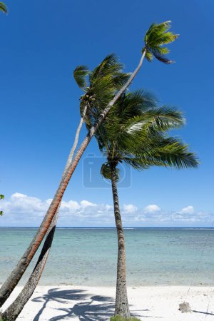 Téléchargez les photos : Une forte brise tropicale souffle des palmiers penchés - en image libre de droit