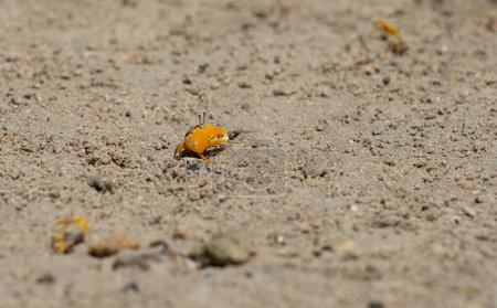 Téléchargez les photos : Petit crabe violoneux avec grande griffe brillante sur le sable aux Fidji. - en image libre de droit