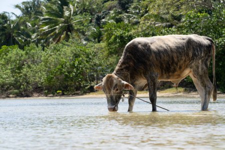 Téléchargez les photos : La vache arrive au bord du ruisseau aux Fidji pour boire de l'eau. - en image libre de droit