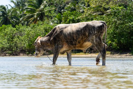 Téléchargez les photos : La vache arrive au bord du ruisseau aux Fidji pour boire de l'eau. - en image libre de droit