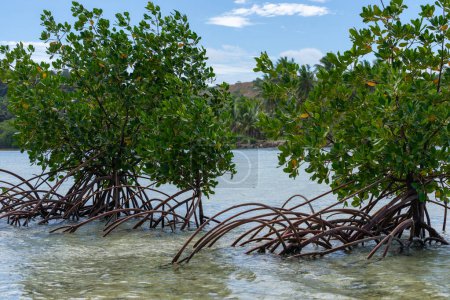 Foto de Arbusto de manglar rojo con raíz de zanja arqueada sobre la superficie del agua en Yanuca Island fiji. - Imagen libre de derechos