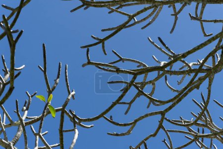 Téléchargez les photos : Trois nouvelles feuilles vertes parmi les motifs aléatoires de branches nues de frangipani. - en image libre de droit