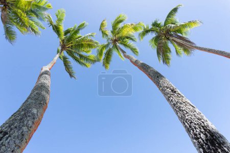 Téléchargez les photos : Image tropicale quatre palmiers oscillants contre le ciel bleu - en image libre de droit