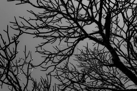 Téléchargez les photos : Modèle aléatoire monochrome de branches nues de l'arbre frangipani. - en image libre de droit