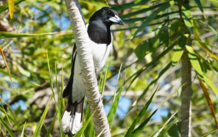 Foto de Pájaro de Australia, pájaro carnicero espiado en rama con fondo follaje verde. - Imagen libre de derechos