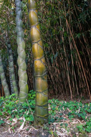 Téléchargez les photos : Coquille de tortue en bambou motif de tige inhabituel dans le jardin. - en image libre de droit