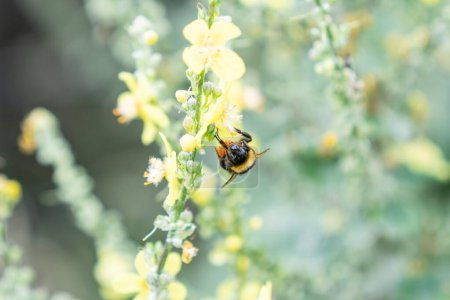 Foto de Vista frontal de la cabeza de abejorro-abeja mientras aterriza para recoger el polen de la flor amarilla de la planta del mulein con el saco lleno del polen en Nueva Zelanda. - Imagen libre de derechos
