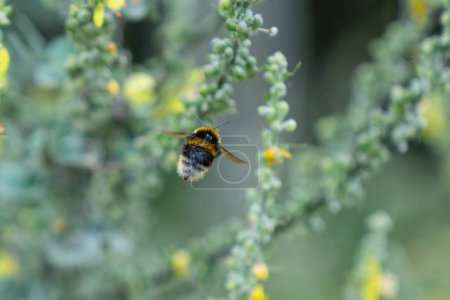 Wegfliegende Hummel sammelt in Neuseeland Pollen von gelben Blüten der Königskerze mit vollem Pollensack.