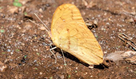 Photo for Orange-washed Sulphur Phoebis avellaneda butterfly on ground. - Royalty Free Image