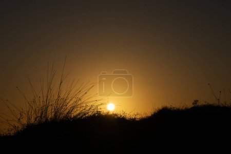 Foto de Fondo del amanecer de la hora dorada sobre la vegetación de la playa en silueta en Papamoa, Nueva Zelanda. - Imagen libre de derechos