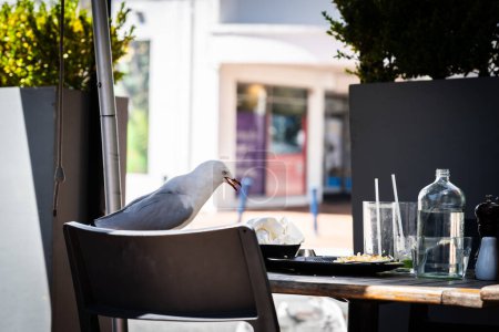 Seagull moves in on left-overs when restaurant patrons leave and help itself in Tauranga.