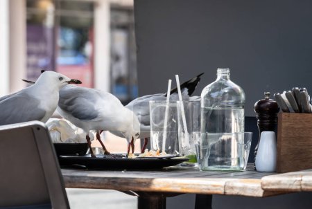 Seagulls move in to scavenge on left-overs when restaurant patron leave.