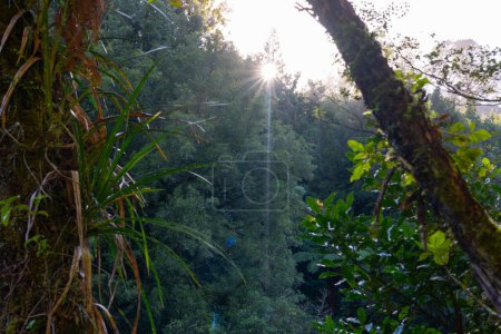 Foto de Nueva Zelanda arbusto natural iluminado por el sol de la mañana en la pista de Omanawa Falls, Tauranga. - Imagen libre de derechos