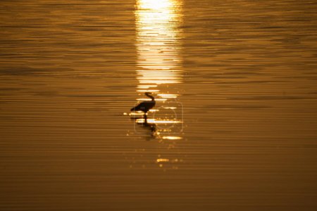 Foto de Imagen borrosa efecto impresionista atrapado en la luz del sol-sendero retroiluminado al amanecer Blanco cara garza silueta en el agua dorada al amanecer Tauranga Nueva Zelanda. - Imagen libre de derechos
