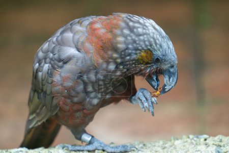 Kaka parrot foot raised holding food eating with food in claw