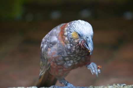 Kaka Papageienfuß aufgezogen hält Futter essen mit Futter in der Kralle