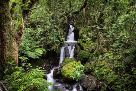Wasserfall fließt durch Wildnisgebiet des Ketetahi Track im Tongariro Alpine NAtional Park.