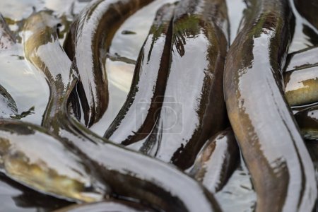 New Zealand Long fin eel gathering in stream writhing and slimy.