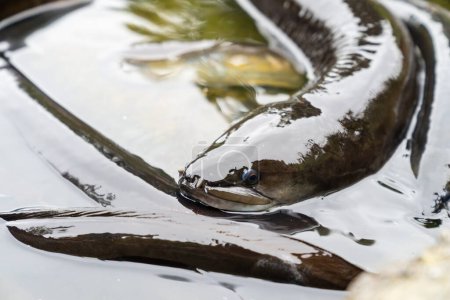 Foto de Nueva Zelanda Anguila de aleta larga recogiendo en torrente retorciéndose y babosa. - Imagen libre de derechos