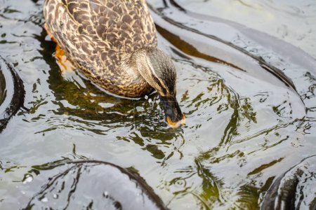Duck takes risk swimming among New Zealand Long fin eel gathering in stream writhing and slimy.