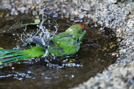Red-crowned kakariki bathing in puddle wet and bedraggled.