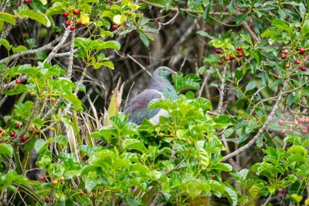 Téléchargez les photos : Pigeon des bois de Nouvelle-Zélande dans le puriri pour se nourrir de baies rouges - en image libre de droit