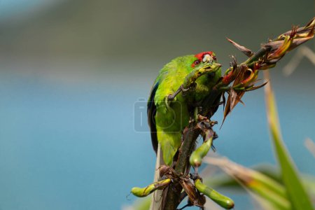 Red-crowned parakeet peering over top while feeding on flax seed on Kapiti island.New Zealand.