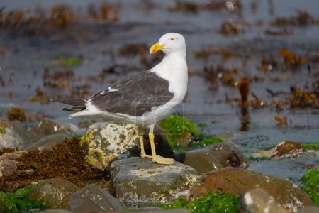 Southern black-back gull standing on rock on looking over shoulder Kapiti island