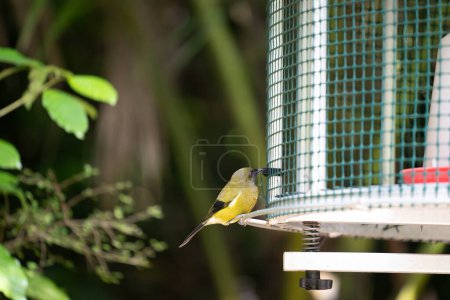 Bellbird in New Zealand at feeder in bush.