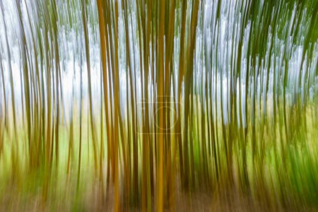 Foto de Naturaleza imágenes abstractas de desenfoque vertical de bambú. - Imagen libre de derechos