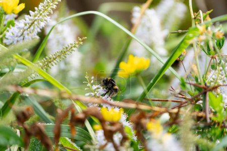 Abeja-abeja recolectando polen en flores silvestres en el campo.