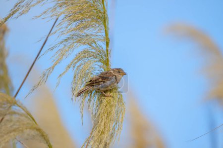 One house sparrow resting on stem of pampas grass flower Waikanae Scientific Estuary Reserve,