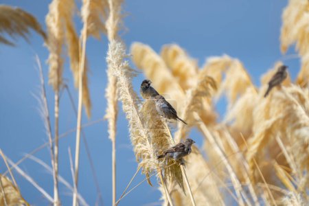House sparrow resting on stem of pampas grass flower Waikanae Scientific Estuary Reserve,