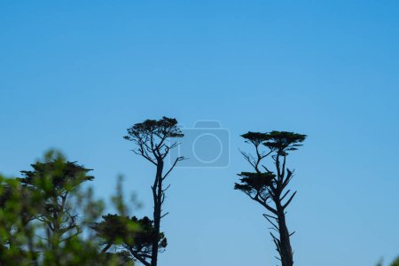 Landschaft mit weit entfernten Bäumen, geformt und geformt durch südliche Taranaki-Winde
