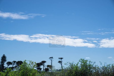 Paisaje con árboles distantes en forma y formados por vientos del sur de Taranaki